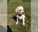 Small Photo #1 Labrador Retriever Puppy For Sale in GLEN MARY, TN, USA