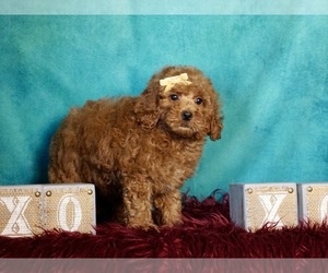Poodle (Toy) Dog for Adoption in WARSAW, Indiana USA