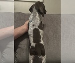 Small #7 German Shorthaired Pointer