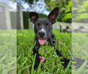 American Pit Bull Terrier-Labrador Retriever Mix Dogs for adoption in Lighthouse Point, FL, USA