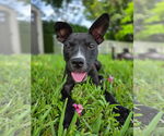 Small American Pit Bull Terrier-Labrador Retriever Mix