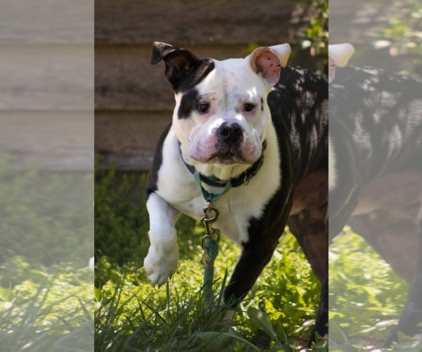 Medium Photo #8 Bulldog-Unknown Mix Puppy For Sale in Rustburg, VA, USA