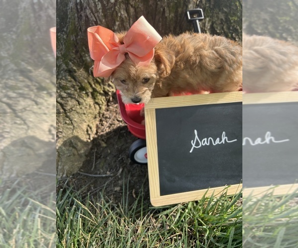 Medium Photo #7 Yo-Chon Puppy For Sale in BELFAST, OH, USA