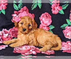 Cavapoo Puppy for sale in NOTTINGHAM, PA, USA