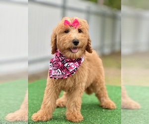 Goldendoodle Puppy for sale in FROSTPROOF, FL, USA