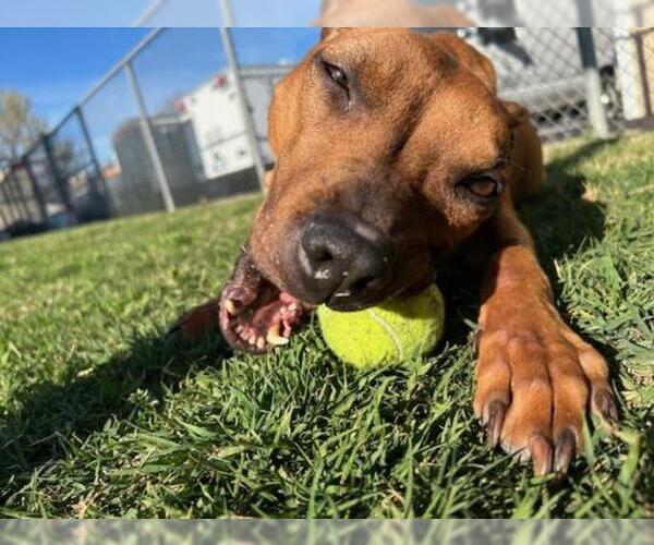 Medium Photo #2 Mutt Puppy For Sale in Tulsa, OK, USA