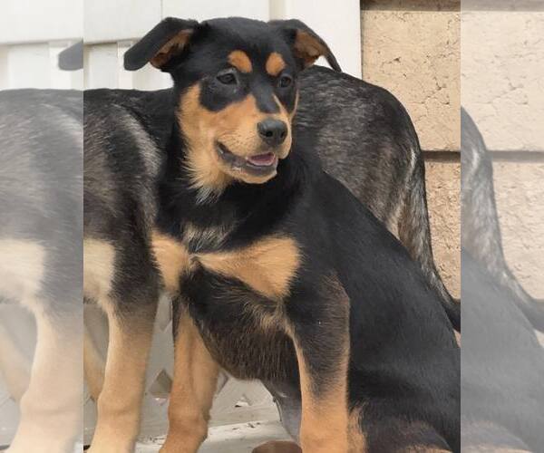 Medium Photo #7 Mutt Puppy For Sale in La Verne, CA, USA