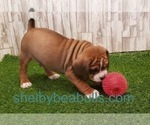 Small Photo #3 Beagle-English Bulldog Mix Puppy For Sale in SHELBYVILLE, IN, USA