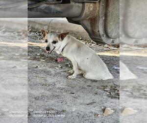 Chihuahua Dogs for adoption in San Antonio, TX, USA