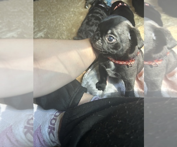 Medium Photo #7 Frenchie Pug Puppy For Sale in BLOOMINGTON, IL, USA