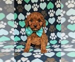 Small Photo #1 Cockapoo-Poodle (Miniature) Mix Puppy For Sale in LANCASTER, PA, USA