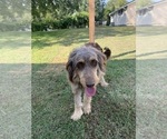 Small Photo #1 Aussiedoodle Puppy For Sale in WOODLEAF, NC, USA