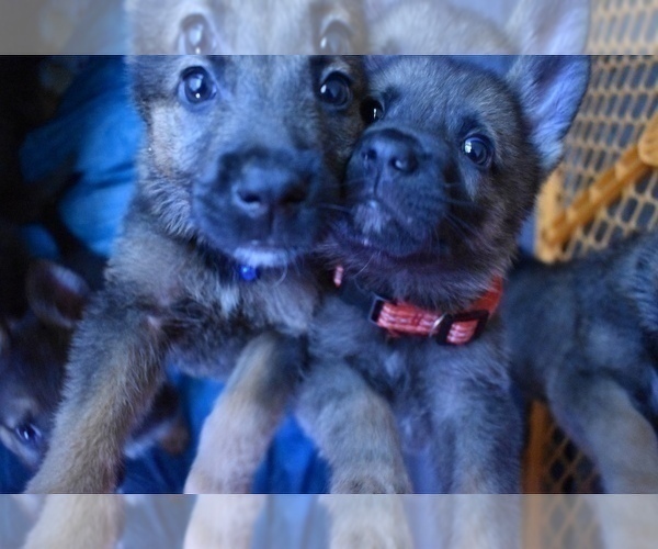 Medium Photo #8 German Shepherd Dog Puppy For Sale in ANNA, TX, USA