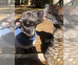 Labrador Retriever-Unknown Mix Dogs for adoption in Holly Springs, NC, USA