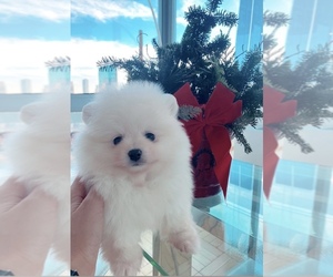 Pomeranian Puppy for sale in NEW YORK, NY, USA
