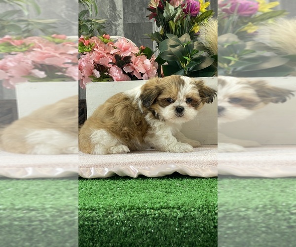 Medium Photo #4 Shih Apso Puppy For Sale in CANOGA, NY, USA