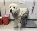 Small Great Pyrenees Mix