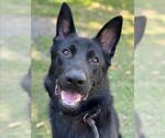 Small #1 German Shepherd Dog
