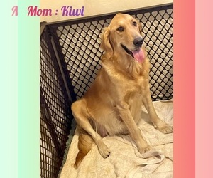 Mother of the Golden Retriever puppies born on 08/03/2025