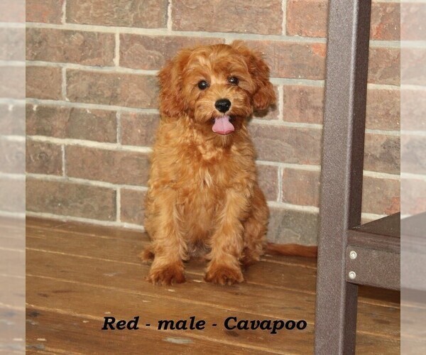 Medium Photo #4 Cavapoo Puppy For Sale in CLARKRANGE, TN, USA