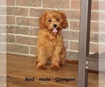 Small #3 Cavapoo