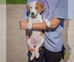 Archie - Male Border Collie-Collie Mix Dog for Adoption - Photo #4