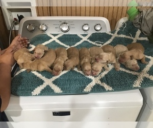Golden Retriever Puppy for sale in STOKESDALE, NC, USA