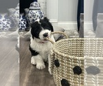 Small Photo #6 Sheepadoodle Puppy For Sale in MERIDIAN, PA, USA