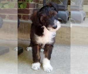 Medium Collie-Poodle (Miniature) Mix