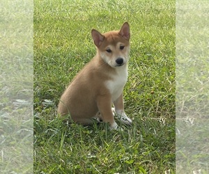 Shiba Inu Puppy for sale in CANOGA, NY, USA