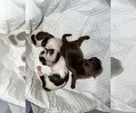 Puppy 2 Shih Tzu