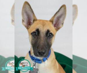 Mutt Dogs for adoption in Kennesaw, GA, USA
