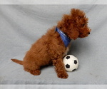 Small #5 Goldendoodle (Miniature)