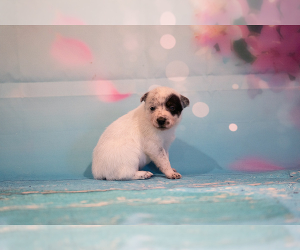 Medium Photo #5 Cowboy Corgi Puppy For Sale in HOPKINSVILLE, KY, USA