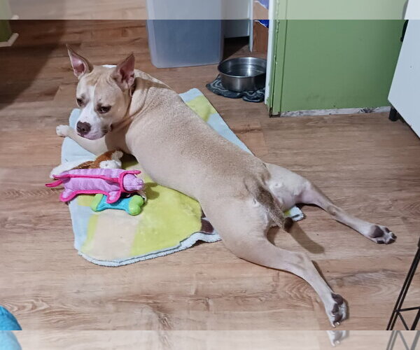 Medium Photo #3 Mutt Puppy For Sale in Crescent City, FL, USA