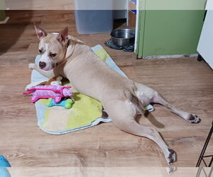 Maddie - Female Mutt Dog for Adoption - Photo #3