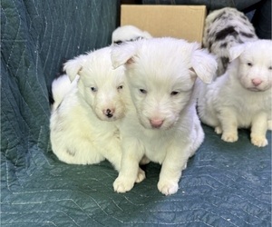 Australian Shepherd Puppy for sale in ERIE, CO, USA