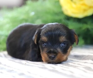 Yorkshire Terrier Puppy for Sale in OPDYKE, Illinois USA