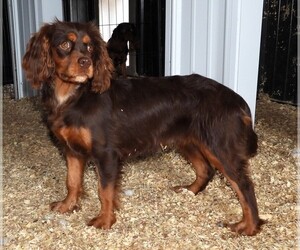 Cavalier King Charles Spaniel Puppy for sale in CARLISLE, KY, USA