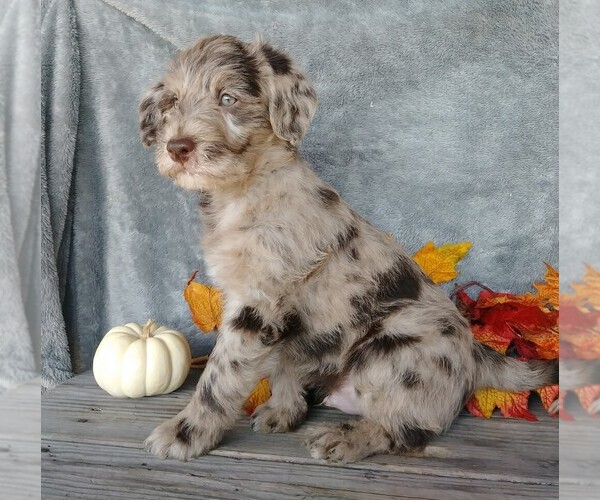 Medium Photo #4 Labradoodle-Poodle (Miniature) Mix Puppy For Sale in FREDERICKSBG, OH, USA
