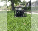 Small Photo #2 Cane Corso Puppy For Sale in COLUMBIA, SC, USA