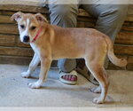 Small #3 Jack Russell Terrier Mix
