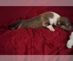 Small Photo #10 Collie Puppy For Sale in PILOT, VA, USA