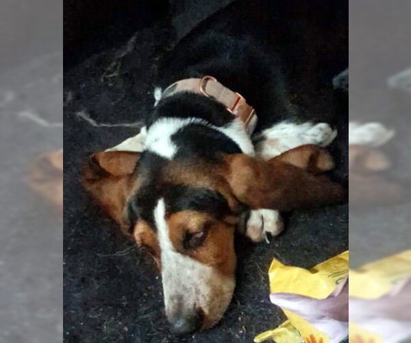 Medium Photo #2 Basset Hound Puppy For Sale in Deepwater, NJ, USA