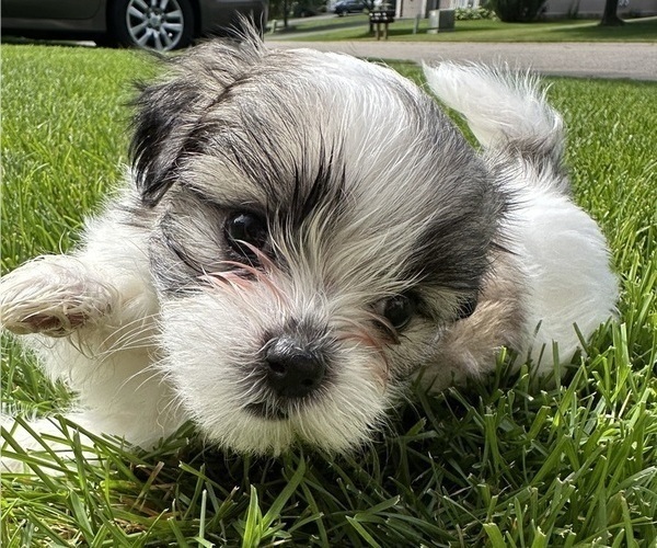 Medium Photo #1 Mal-Shi Puppy For Sale in ROGERS, MN, USA
