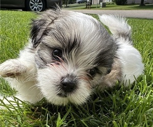 Mal-Shi Litter for sale in ROGERS, MN, USA