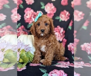 Cavapoo Puppy for sale in NOTTINGHAM, PA, USA