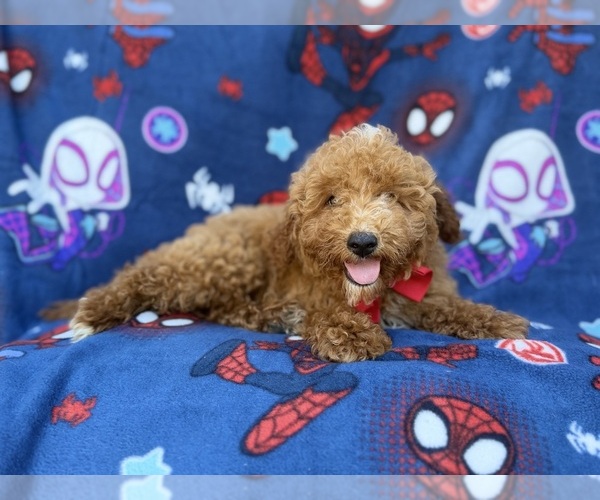 Medium Photo #5 Goldendoodle (Miniature) Puppy For Sale in LAKELAND, FL, USA