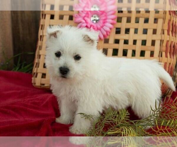 Medium Photo #2 West Highland White Terrier Puppy For Sale in ROMNEY, WV, USA