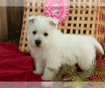 Small #1 West Highland White Terrier